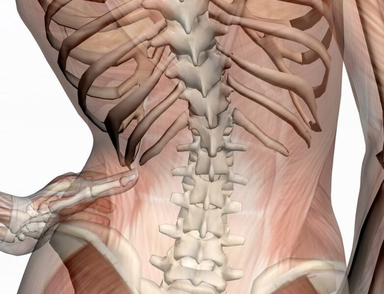The structure of the lumbar region